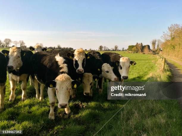 irish cows grazing on grassy field of tipperary, ireland during a sunny spring day - sun set in field cows foto e immagini stock