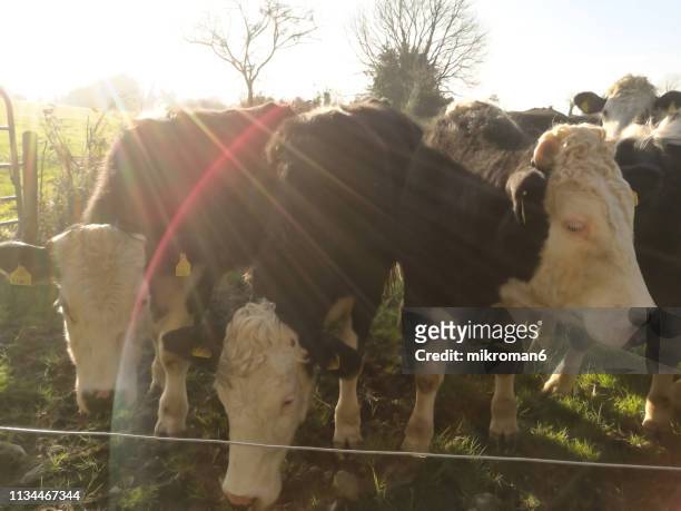 irish cows grazing on grassy field of tipperary, ireland during a sunny spring day - sun set in field cows foto e immagini stock