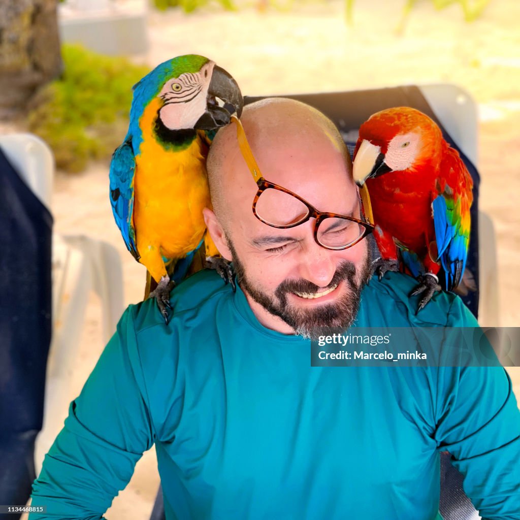 Man playing with colored macaws.