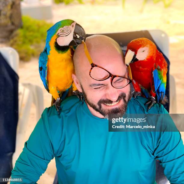 man playing with colored macaws. - parrot stock pictures, royalty-free photos & images