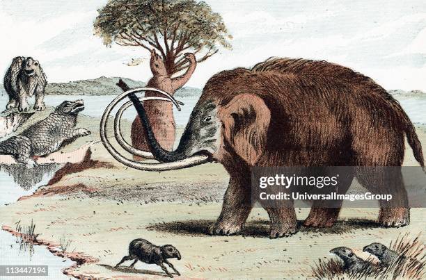 Woolly Mammoth extinct genus of elephant from Pleistocene Epoch found in fossil deposits and in northern Europe as 30,000 year-old frozen carcasses...