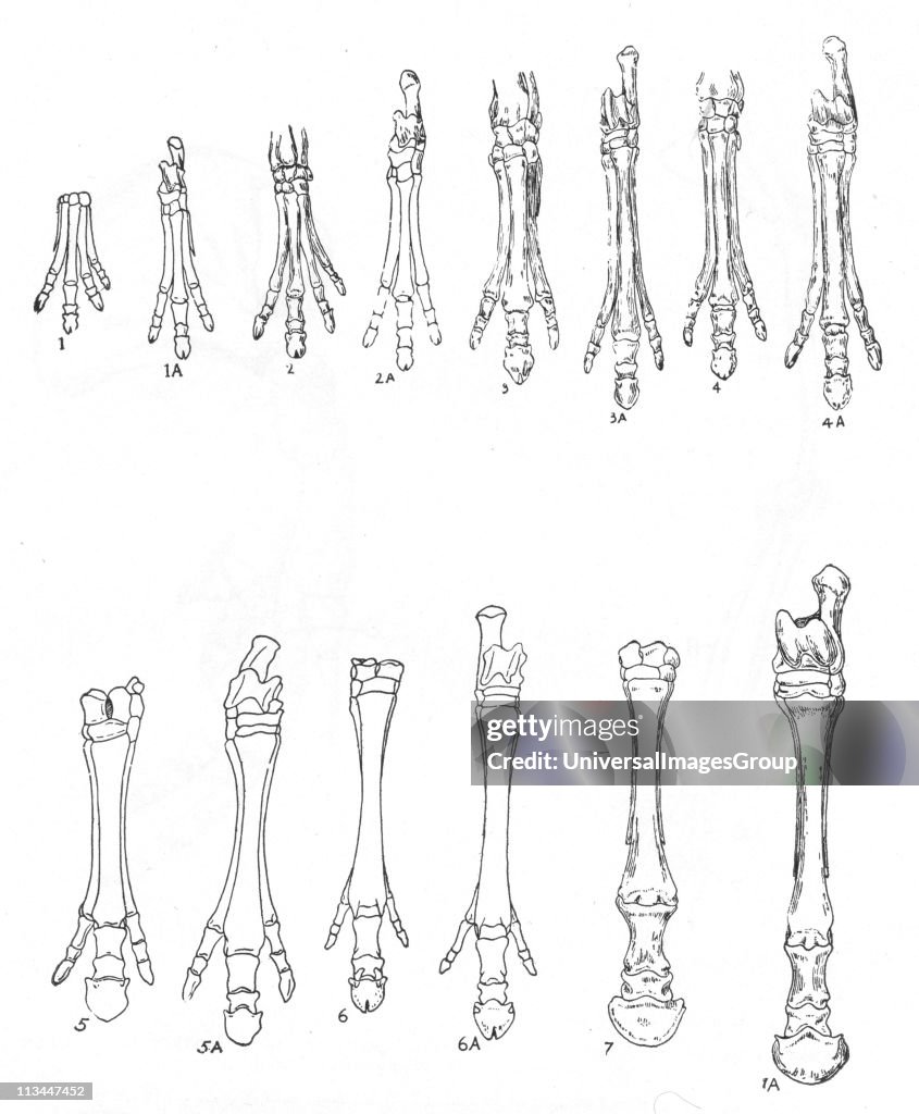 Evolution of the horse: Diagram of 7 stages in development of hind and forelimbs from 1,1A Eohippus: 2,2A Orohippus: 3,3A Mesohippus,: 4,4A Hypohippus: 5,5A Merychippus: 6,6A Hipparion: 7,7A modern horse. Toes shorten and disappear. After Marsh and Lull. ...