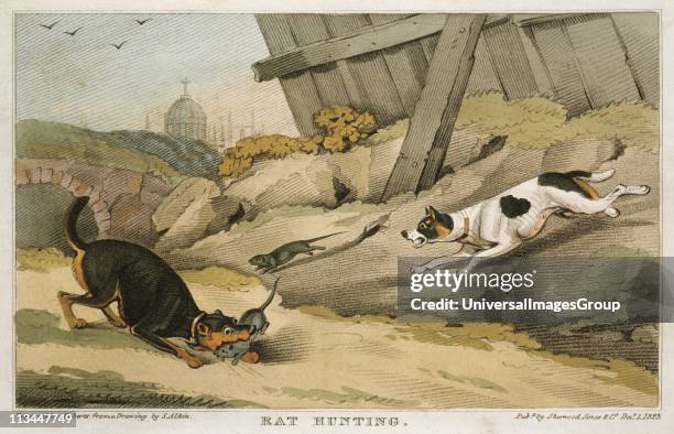 Terriers Catching Rats Brown Rat Terrier Photos and Premium High Res Pictures - Getty Images