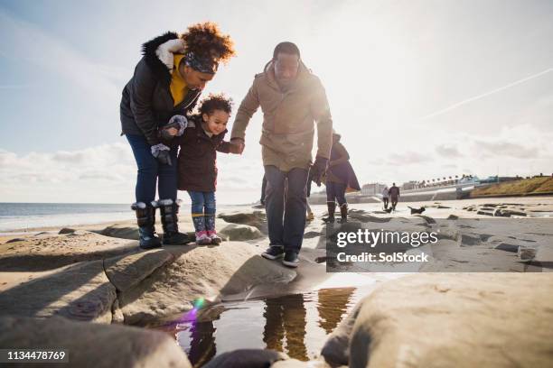 drei generationen familienwanderung am strand - gezeitentümpel stock-fotos und bilder