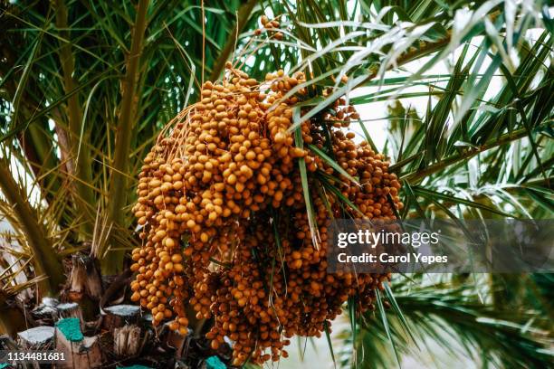 date palm - date fruit stock pictures, royalty-free photos & images