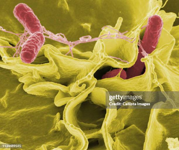 sem of salmonella typhimurium - salmonelosis fotografías e imágenes de stock