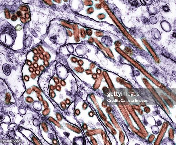 tem ( of avian influenza a h5n1 viruses - vetenskaplig mikroskopfotografering bildbanksfoton och bilder