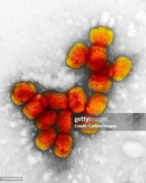 tem of smallpox virus - smallpox epidemic stock pictures, royalty-free photos & images