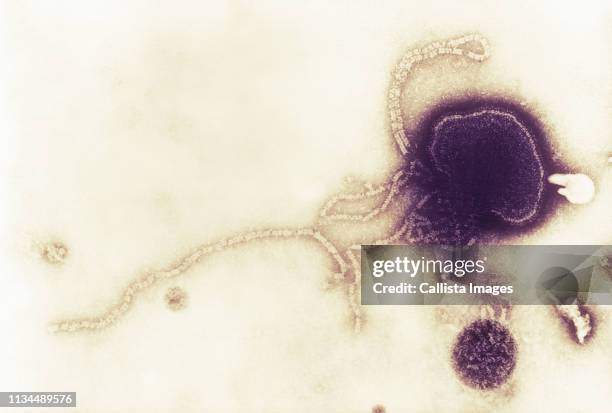 tem of parainfluenza virus - human parainfluenza virus stock pictures, royalty-free photos & images