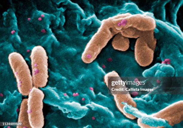 sem of pseudomonas aeruginosa bacteria - sem stock pictures, royalty-free photos & images
