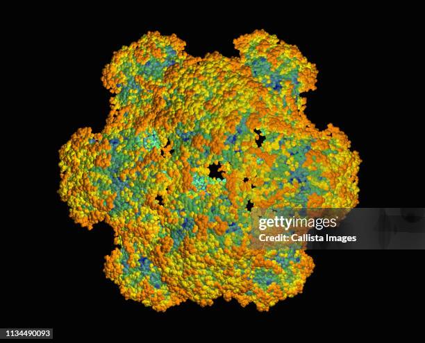 3d model of human papilloma virus (hpv) - cancer de piel stockfoto's en -beelden