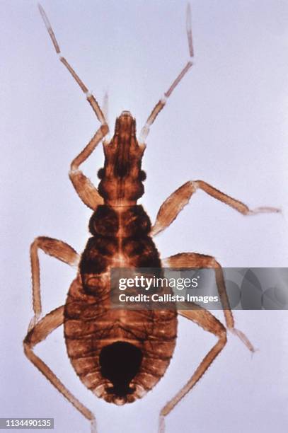 kissing bug a vector for chagas disease - kissing bug foto e immagini stock