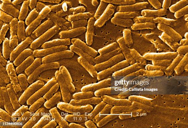 sem of rod-shaped salmonella bacteria - salmonella bacteria stock-fotos und bilder