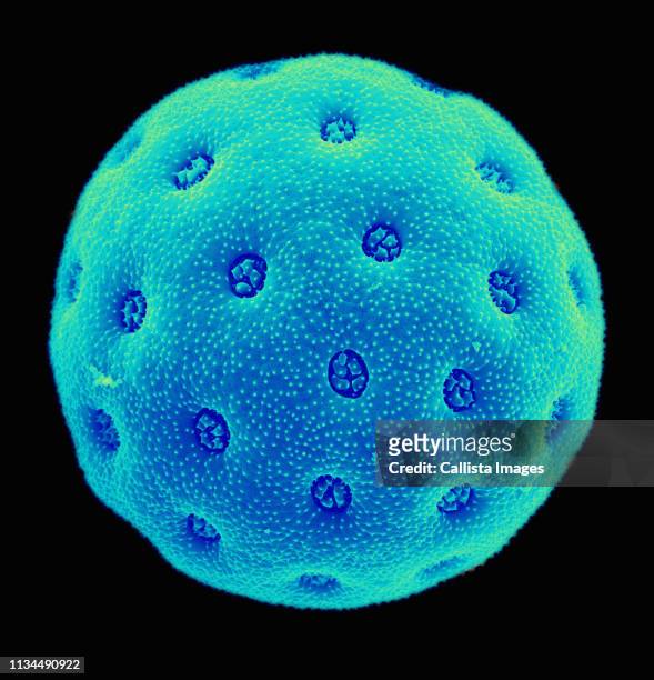 sem of amaranthus pollen. - scanning electron micrograph stock-fotos und bilder