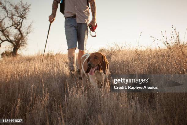 cropped shot of mature man and his basset hound hiking in santa monica mountains, california, usa - middle age man and walking the dog stock pictures, royalty-free photos & images