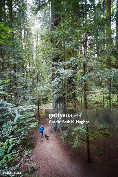 woman walking dog, humboldt redwoods state park, california, usa - humboldt redwoods state park stock pictures, royalty-free photos & images