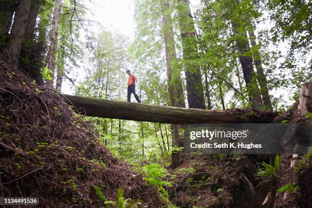 man crossing fallen tree trunk, humboldt redwoods state park, california, usa - humboldt redwoods state park stock pictures, royalty-free photos & images