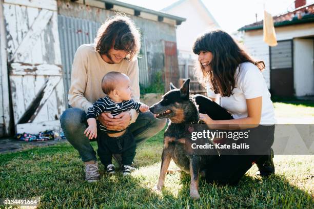 baby boy and pet dog meeting in garden - tolerant dog stock pictures, royalty-free photos & images