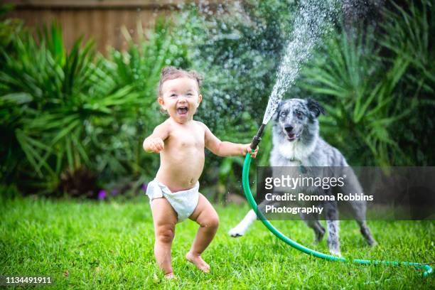 toddler girl holding water hose, playing with dog - windel stock-fotos und bilder