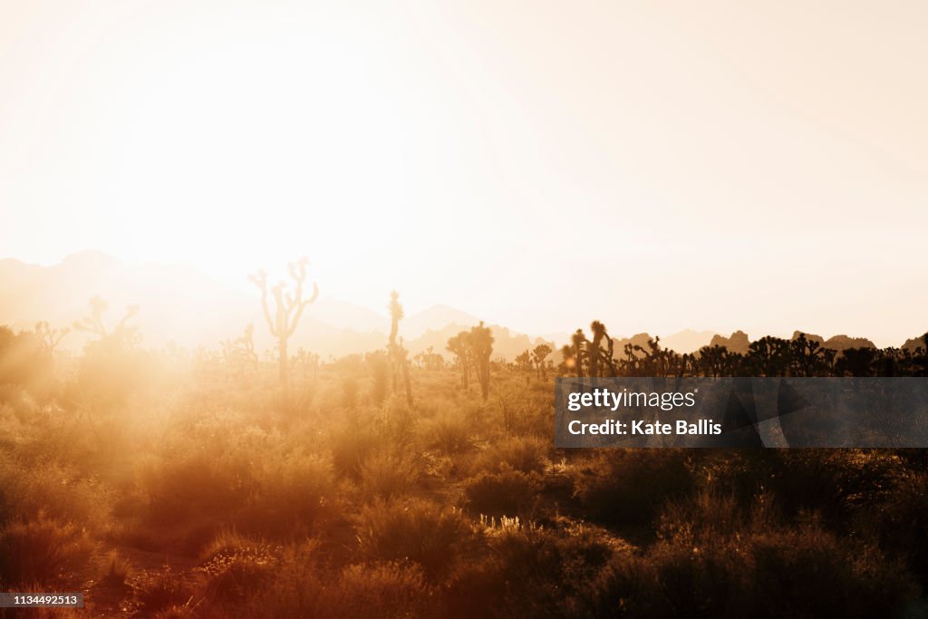 Silhouetted joshua trees at sunset, Joshua Tree National Park, California, USA