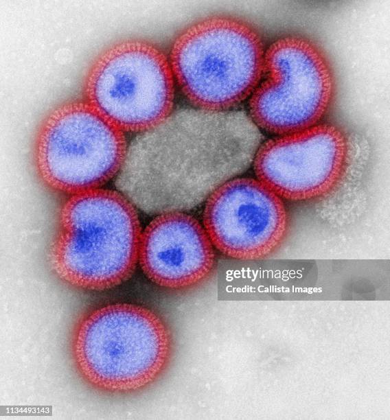 tem of influenza virus - micrografia eletrónica de transmissão imagens e fotografias de stock