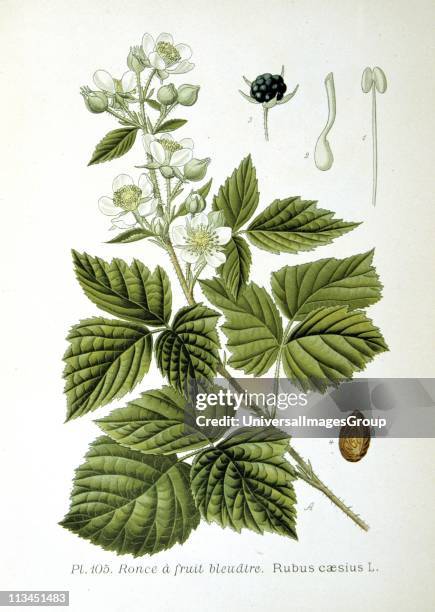 European Dewberry Sprig of flower and flower buds and details of fruit and flowers. Close relative of the Blackberry, Dewberries are common across...