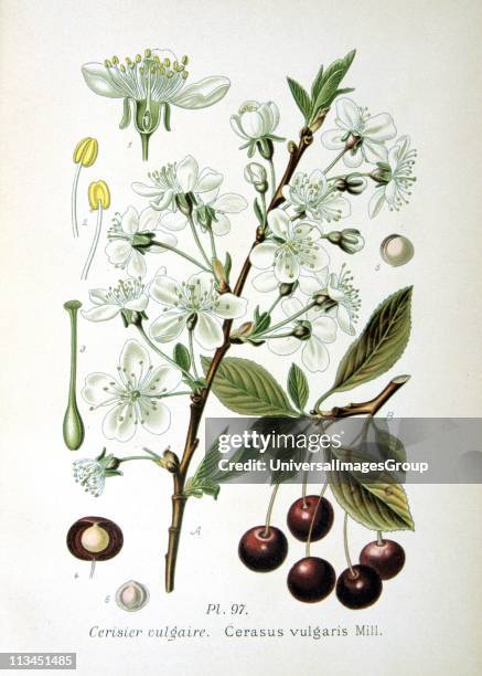 Sour Cherry : Sprigs showing flowers and fruit, details of individual flower and fruit. From Amedee Masclef Atlas des Plantes de France, Paris, 1893.