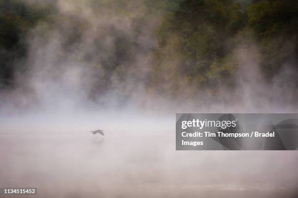 great blue heron flying - fly spray stock pictures, royalty-free photos & images