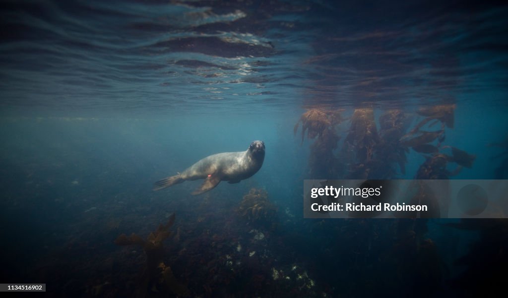 Hookers sea lion swimming underwater