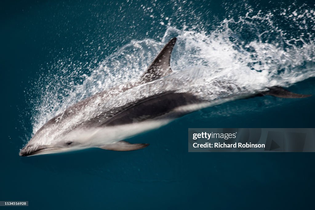 Dusky dolphin swimming at water surface