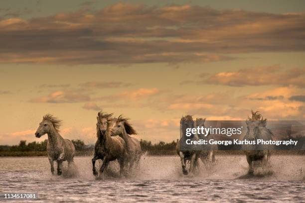 camargue horses, south of france - camargue horses stock pictures, royalty-free photos & images