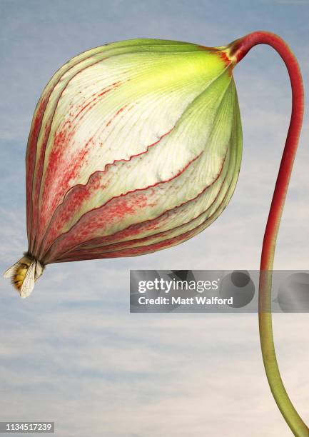 close up of triffid flower - poisonous flower stock pictures, royalty-free photos & images