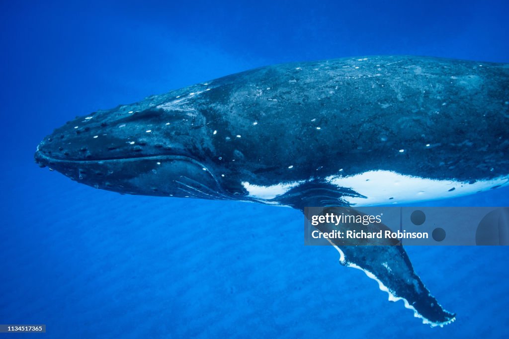 Humpback whale swimming underwater