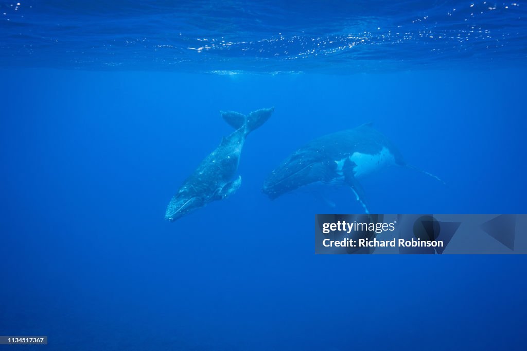 Humpback whales swimming underwater