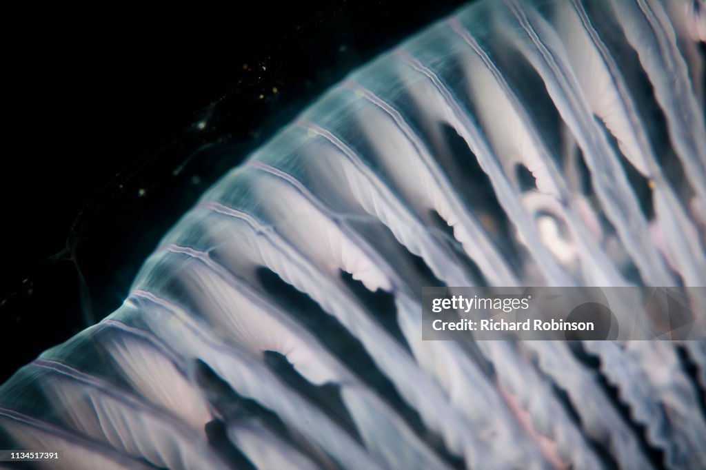Close up of jellyfish underwater