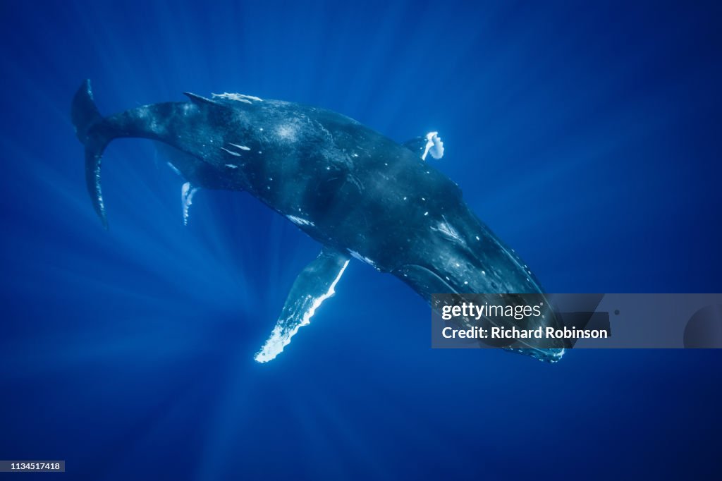 Humpback whale swimming underwater
