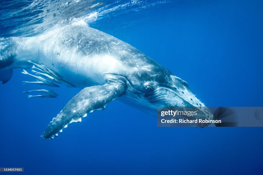 Humpback whale swimming underwater