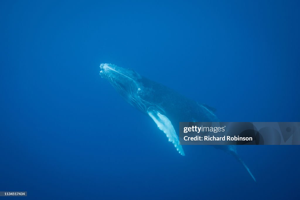 Humpback whale swimming underwater