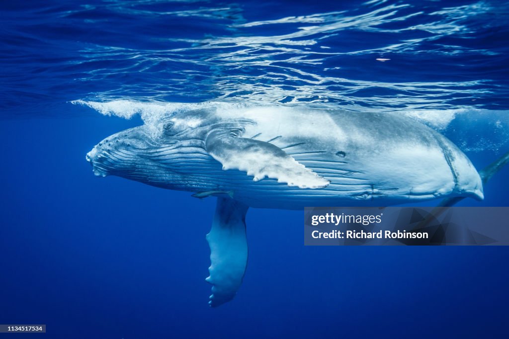 Humpback whale swimming underwater