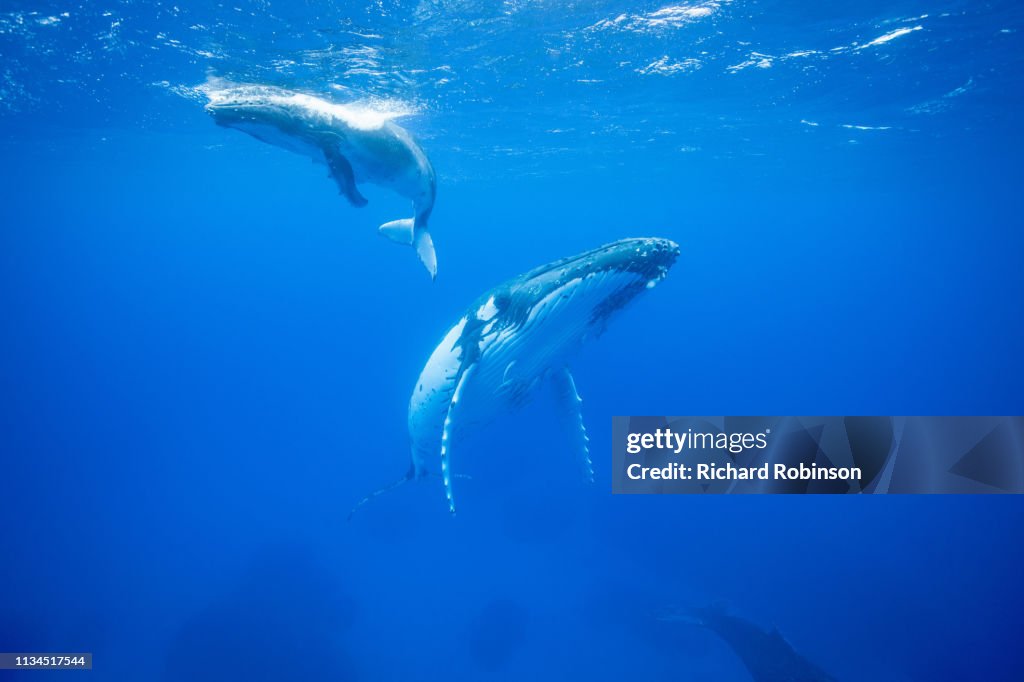 Humpback whales swimming underwater