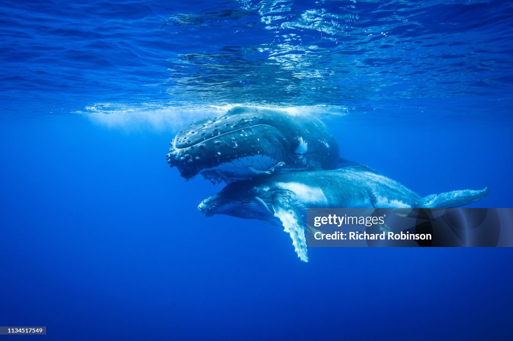 Humpback whales swimming underwater