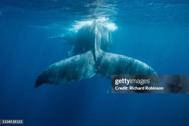 humpback whale swimming underwater - whale photos et images de collection