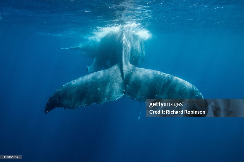 Humpback whale swimming underwater