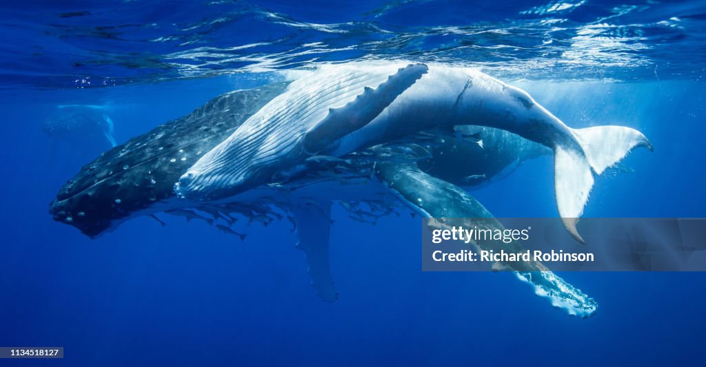 Humpback whales swimming underwater