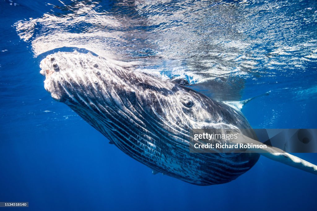 Humpback whale swimming underwater