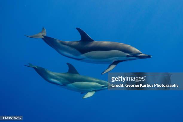 dolphins swimming underwater - dolphin underwater stock pictures, royalty-free photos & images
