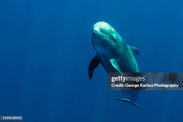 pilot whale swimming underwater - pilot whale stock pictures, royalty-free photos & images