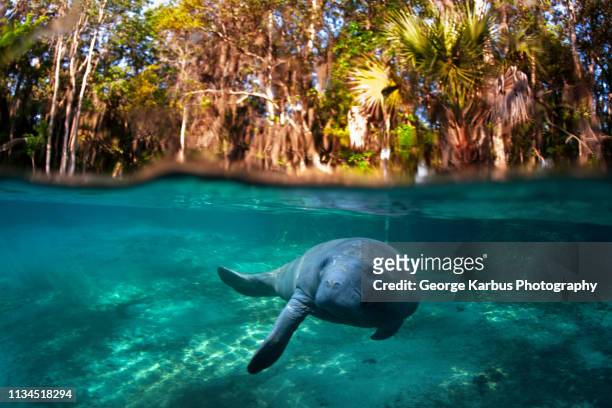 manatee swimming in tropical water - manatee stock pictures, royalty-free photos & images