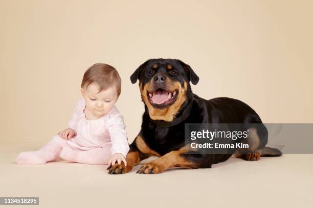 studio portrait of baby girl touching the paw of rottweiler - nylon feet stock pictures, royalty-free photos & images