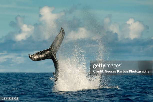 whale splashing with tail in water - tail fin stock pictures, royalty-free photos & images